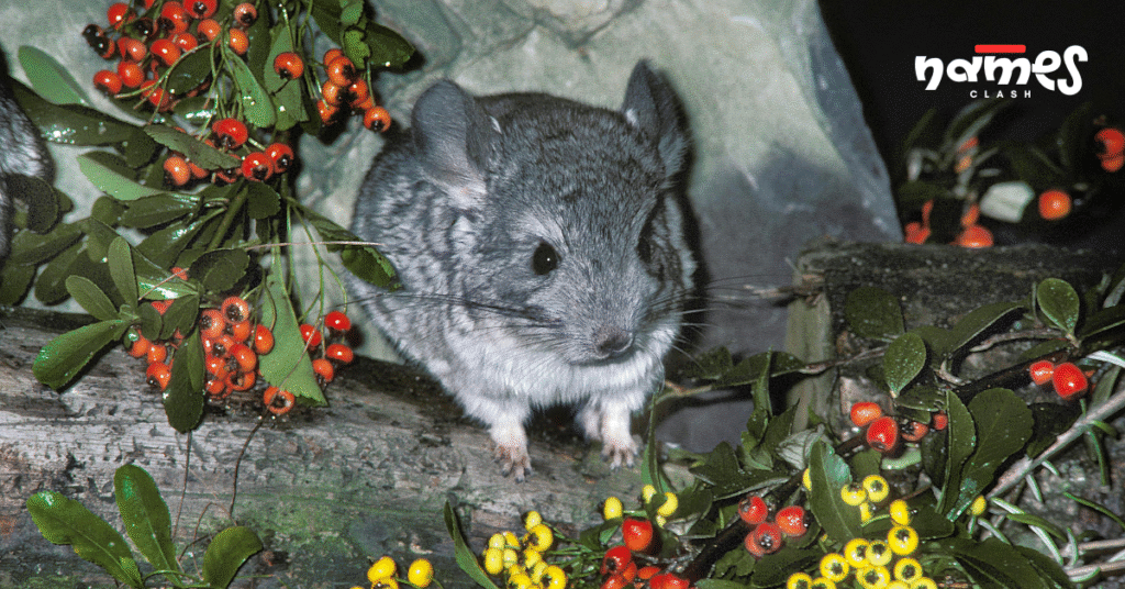 Hipster chinchilla names