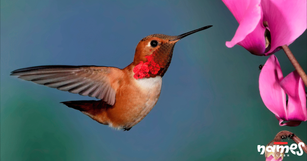 Modern Hummingbird names