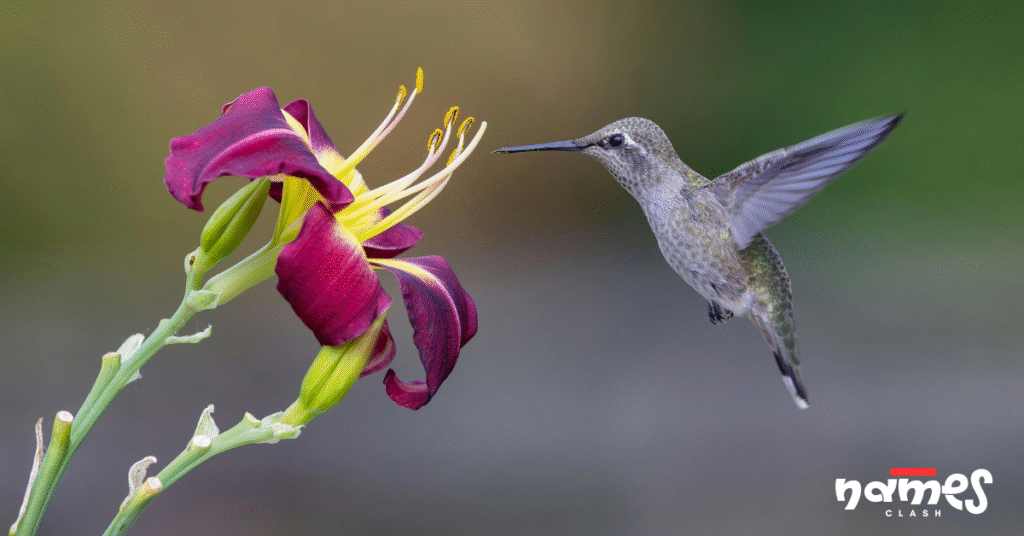 Music-inspired Hummingbird names