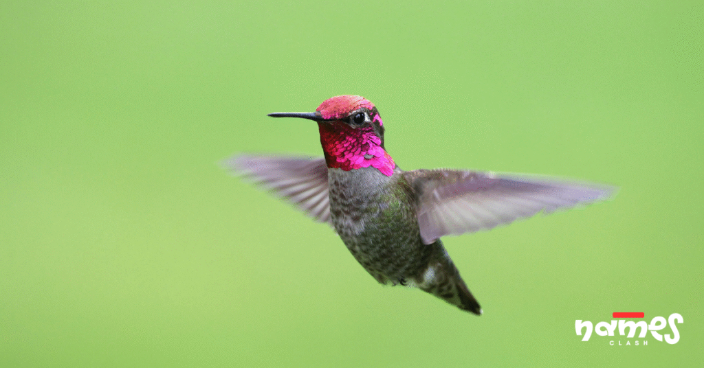 Nature-inspired Hummingbird names