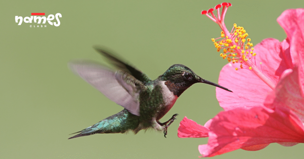 Rhyming Hummingbird names