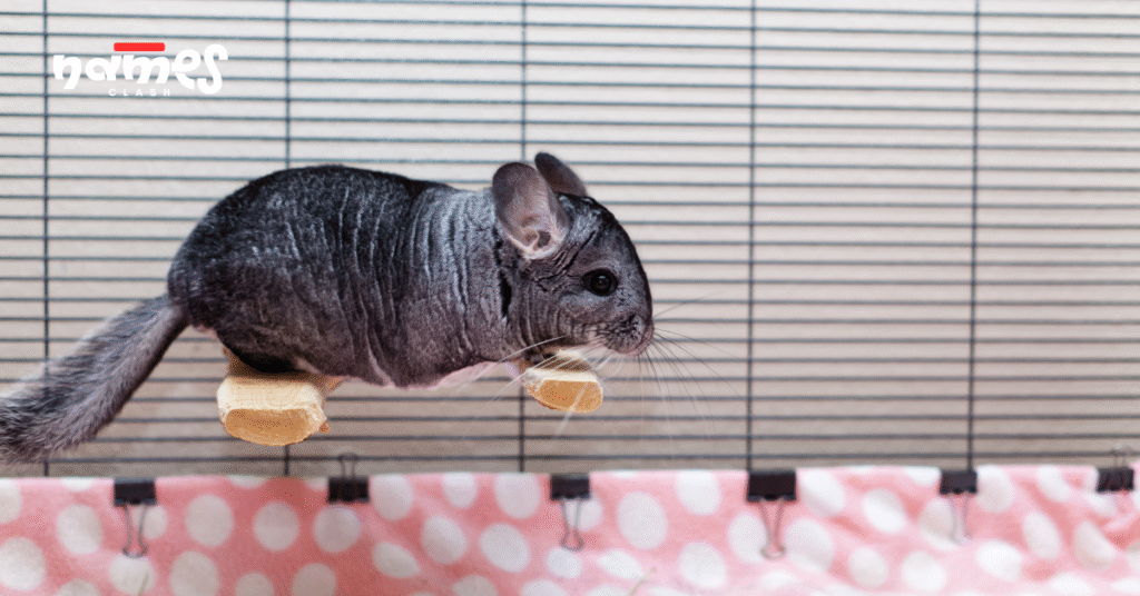 Spanish chinchilla names