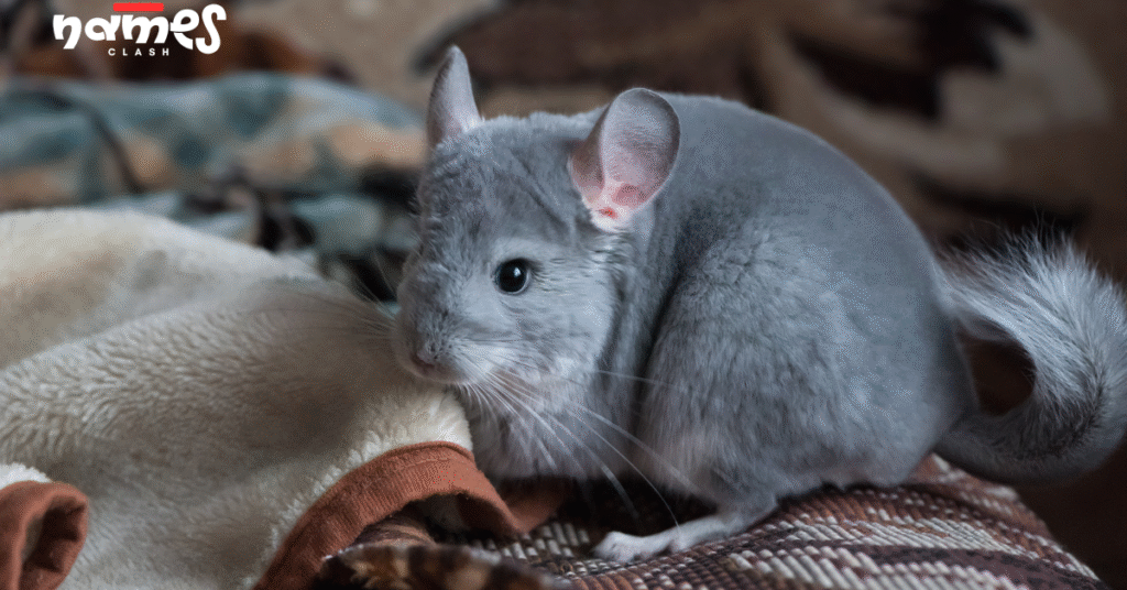 Sapphire chinchilla names