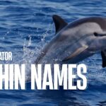 340 Funny Dolphin Names With AI Generator