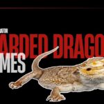 Find Best 460 Bearded Dragon Names With Ai Generator