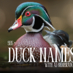 Find the best 555 duck names with AI generator