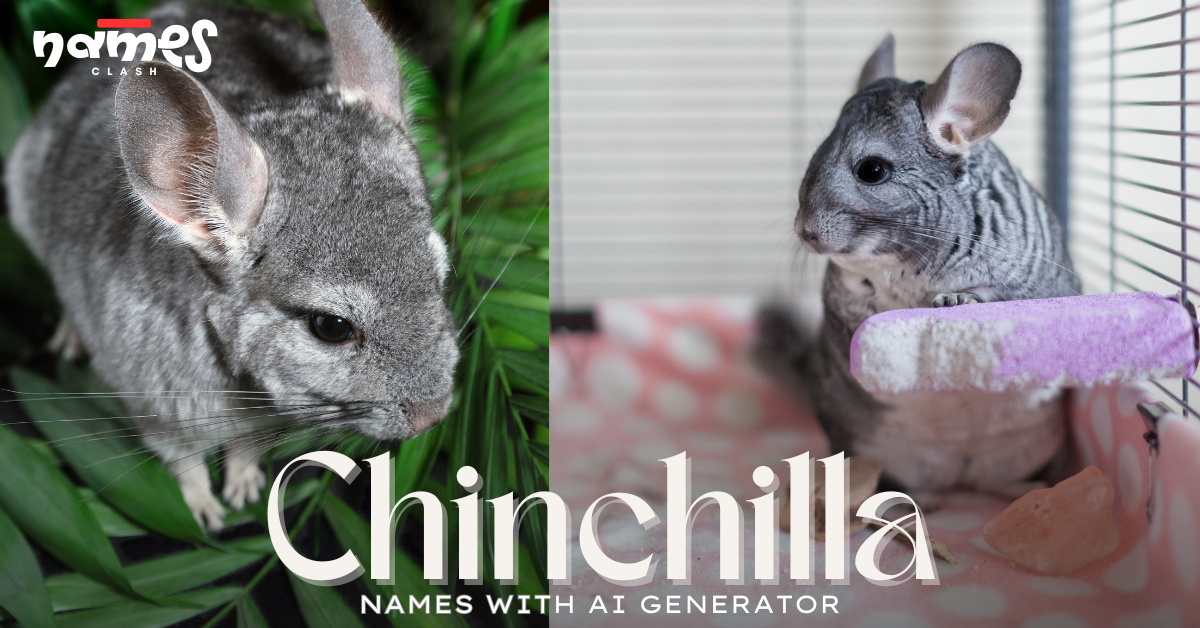 555+ Chinchilla Names: Cute, Funny, and Unique Ideas for your fluffy friend